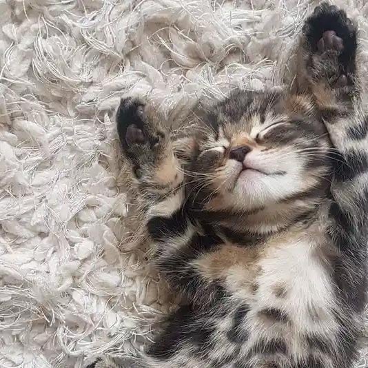 Build your cat a better life