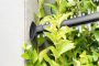 Bosch Green AHS 55-20 LI 18v Cordless Hedge Cutter inc 1x 2.5Ah Batt 0600849G70